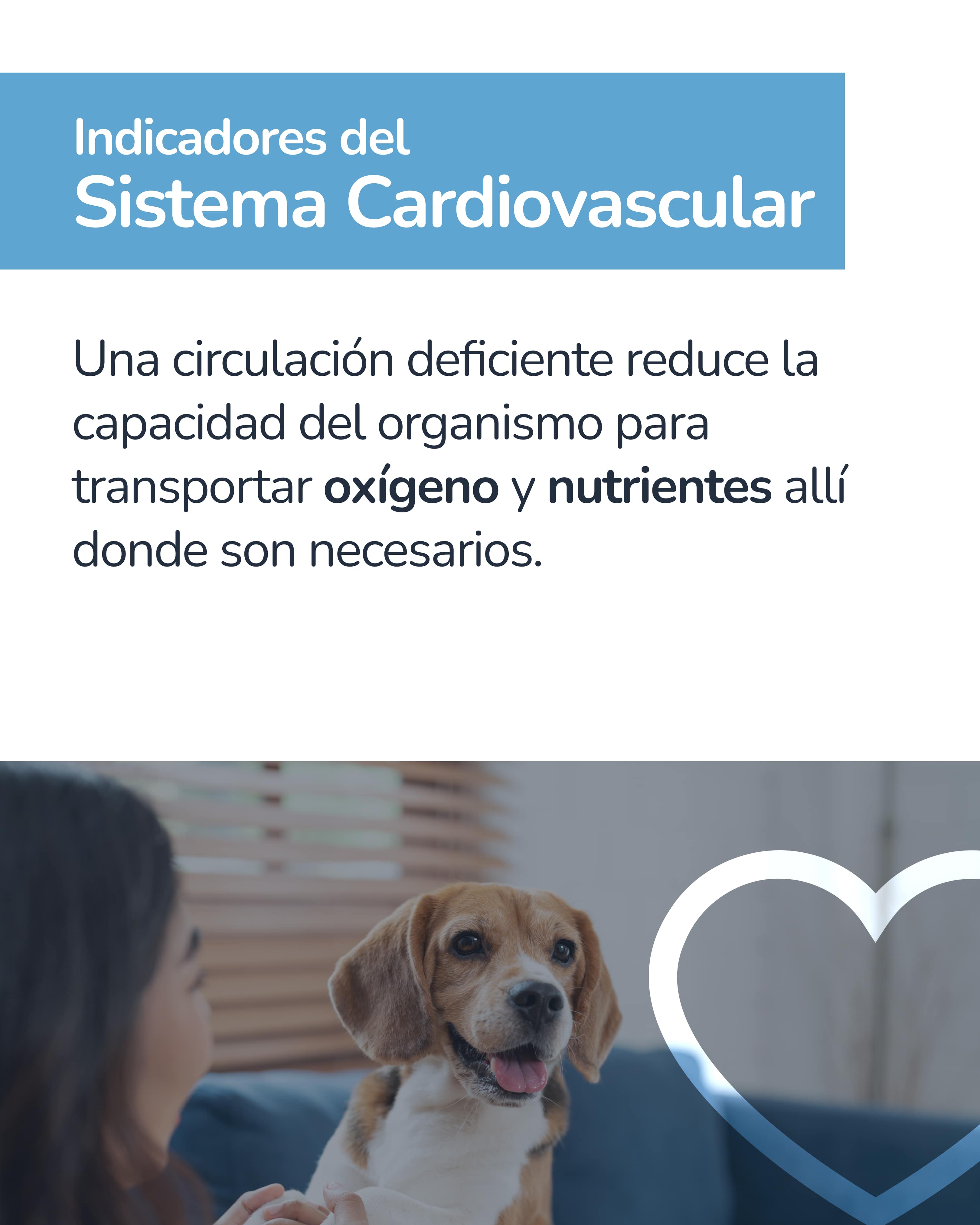 Indicador epigenético canino 4
