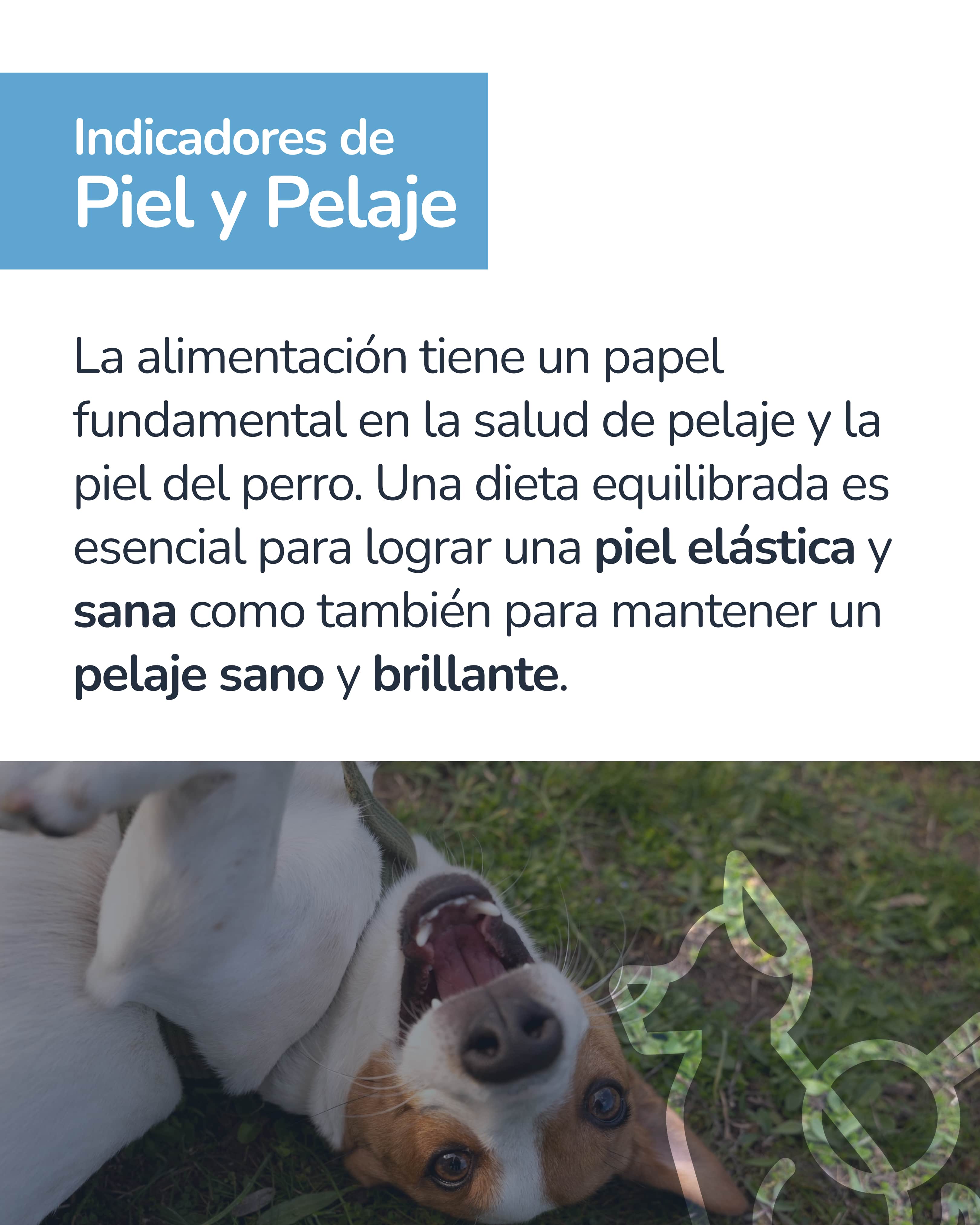 Indicador epigenético canino 6