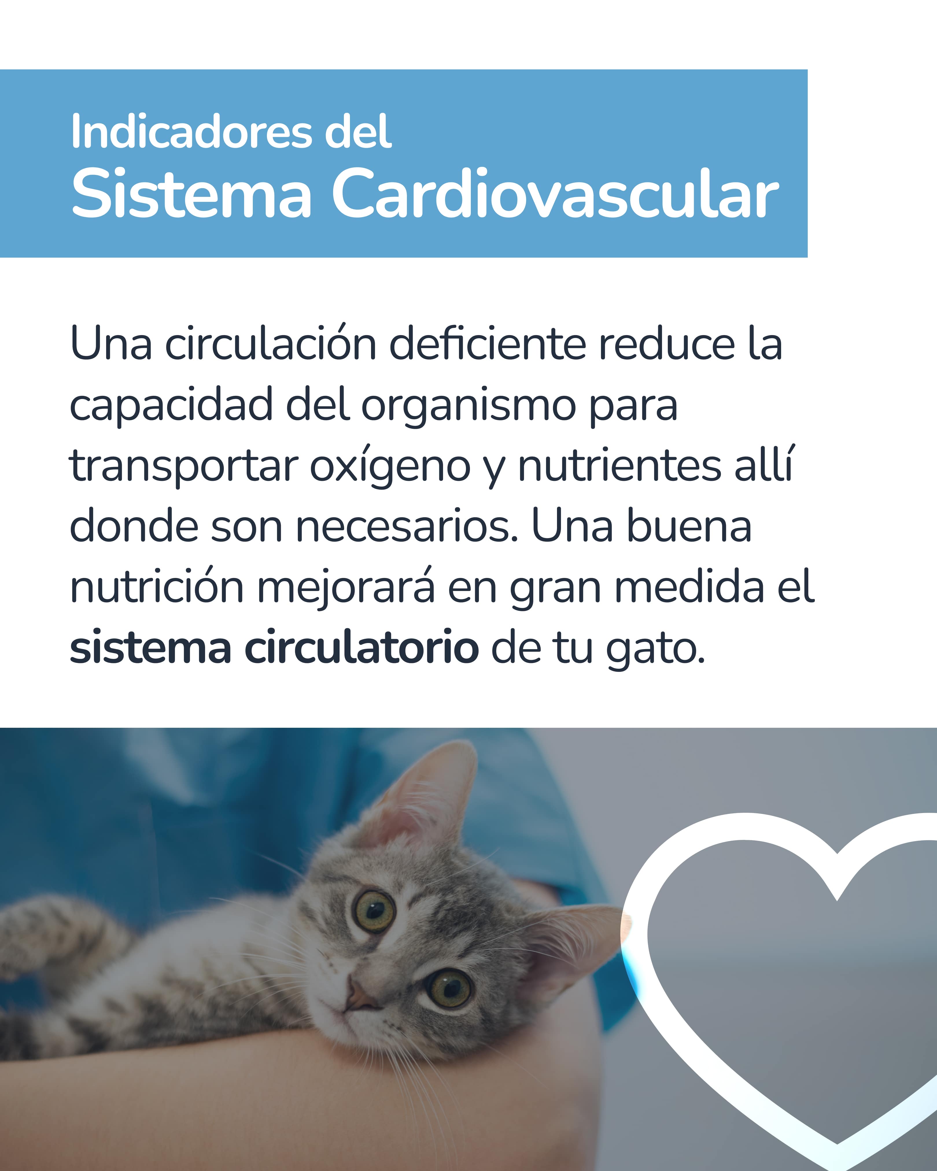 Indicador epigenético felino 4